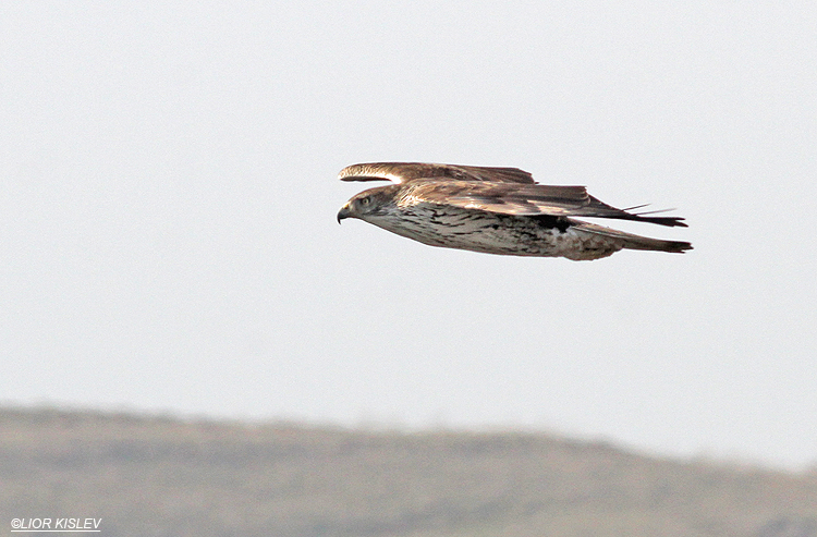 Bonellis Eagle Hieraaetus fasciatus Gamla nature reserve, Golan heights, 18-01-14  Lior Kislev
